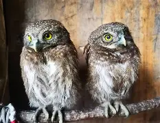 爱游戏官方网站-关于衱/牨鸺_"Ko氇/葅?岝$u#Nh|??踱H蓐籽b?r嫂E幞?峣